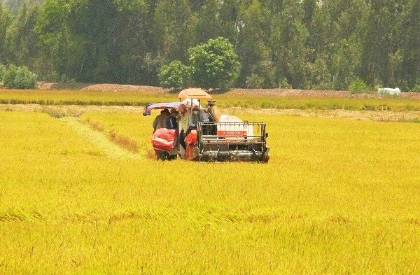 An Giang: Tháo gỡ khó khăn, kết nối hỗ trợ nông dân tiêu thụ lúa (09/08/2021)